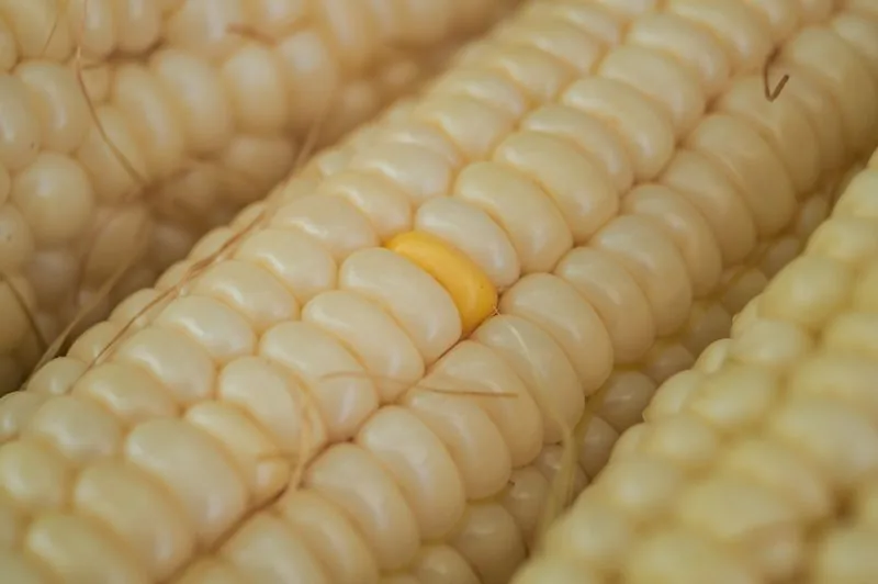 Close-up of white maize kernels on the cob